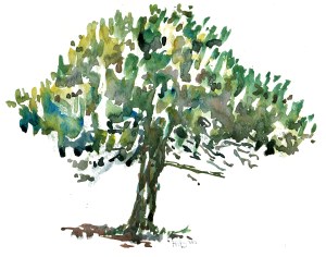 tree, akvarel - Watercolor by Frits Ahlefeldt Bornholm Coast path