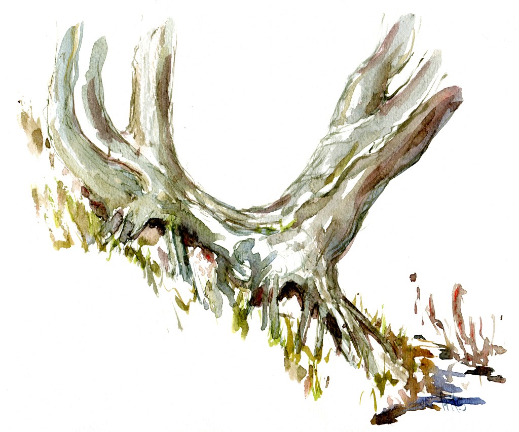 trees, akvarel - Watercolor by Frits Ahlefeldt Bornholm Coast path