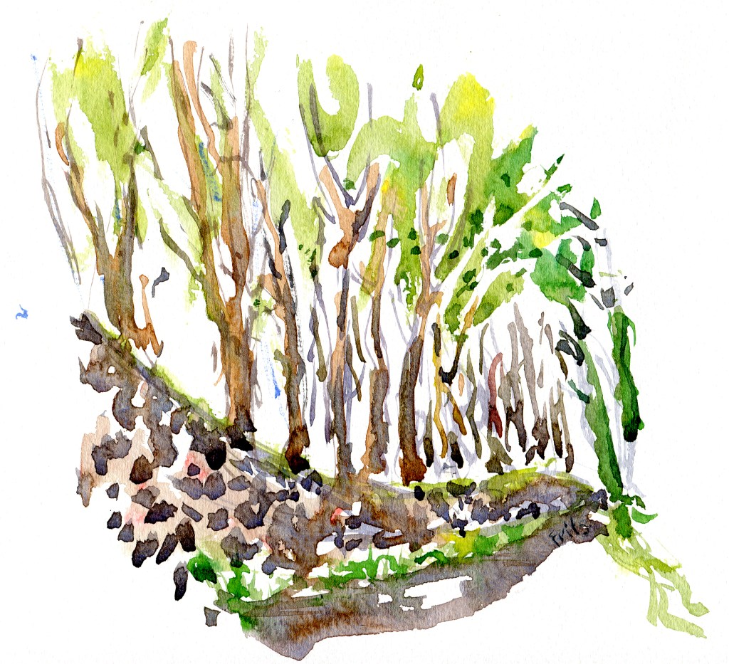 Forest, akvarel - Watercolor by Frits Ahlefeldt Bornholm Coast path