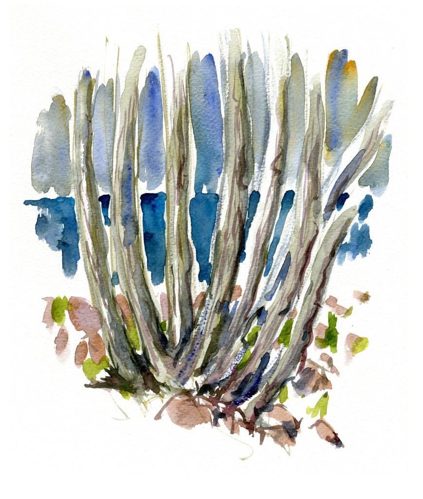 træer, akvarel - Watercolor by Frits Ahlefeldt Bornholm Coast path